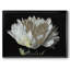 Pivoine blanche encadrée sur toile-1554593009-1554593010