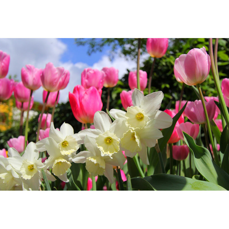 Daffodils and Tulips par Ncaimages - Photographie sur toile tendue, H 8 po x l 12 po