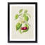 Illustration of Cherries - Framed Print-55641189-55641193