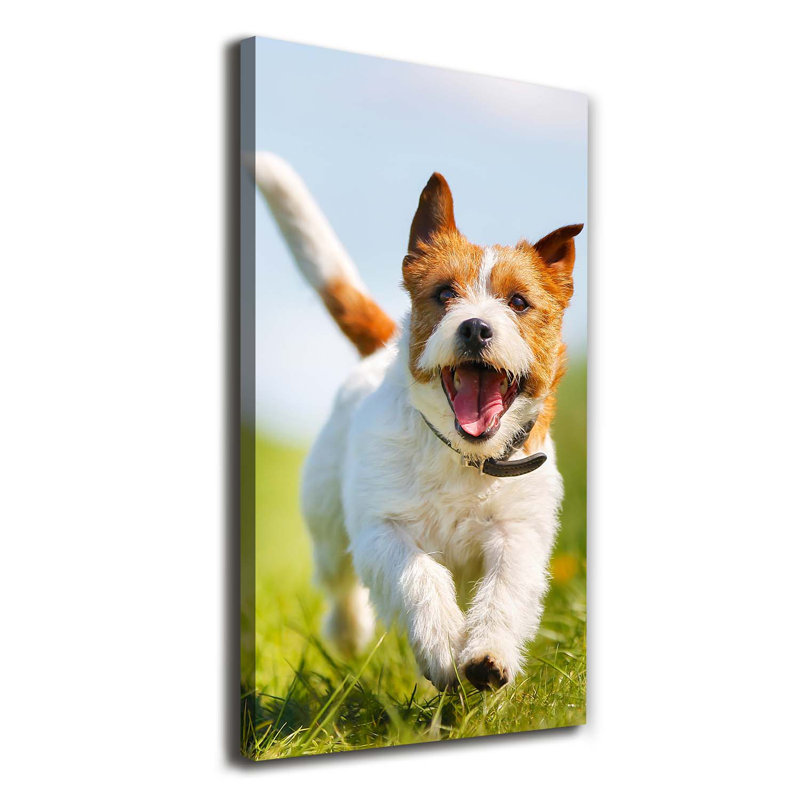 Dog Jack Russell - Wrapped Canvas Print
