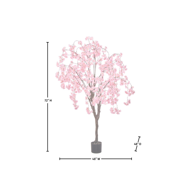 Cerisier 6 pi, Cerisier rose qui pleure