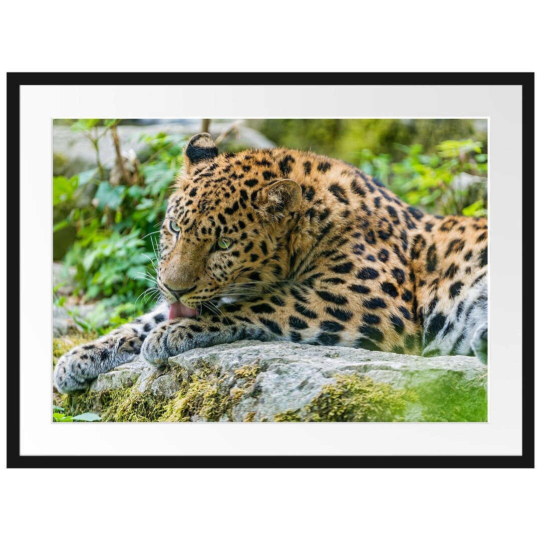 Gerahmtes Poster Leopard beim Putzen