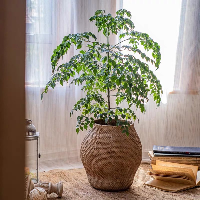 Pot à fleurs en ciment, H 20 po x l 11 po x P 15,5 po