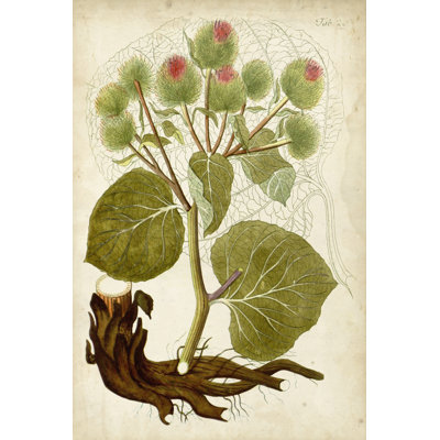 Horticultural Specimen V - Wrapped Canvas Print