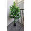 Olive Tree extérieur / intérieur