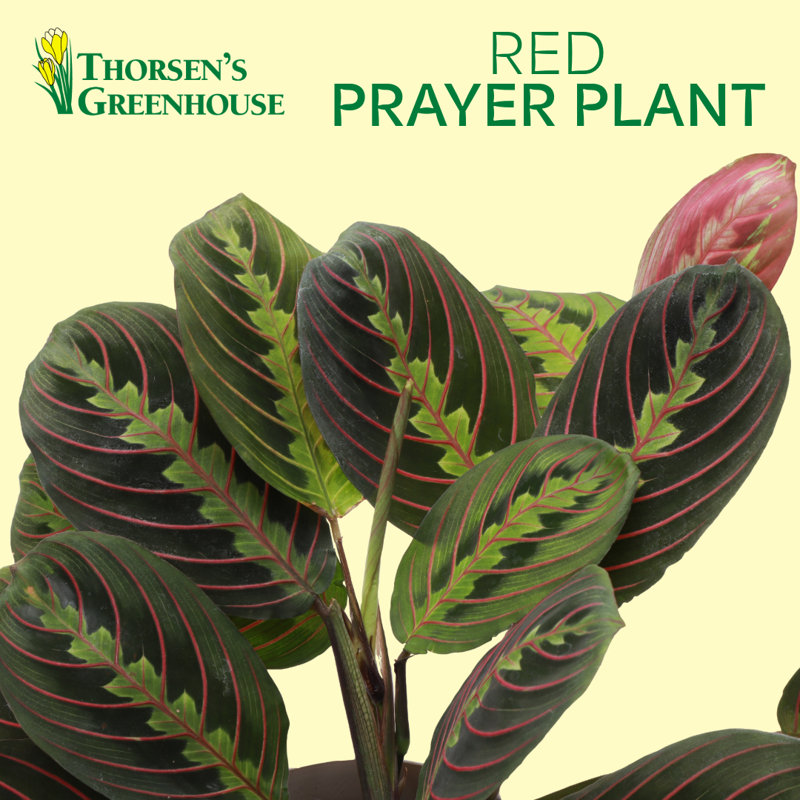 Live Red Prayer Plant