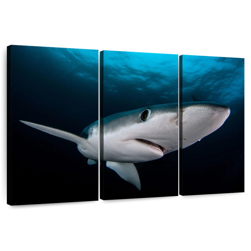Requin bleu sous-marin Brampt, H 24 po x l 38 po