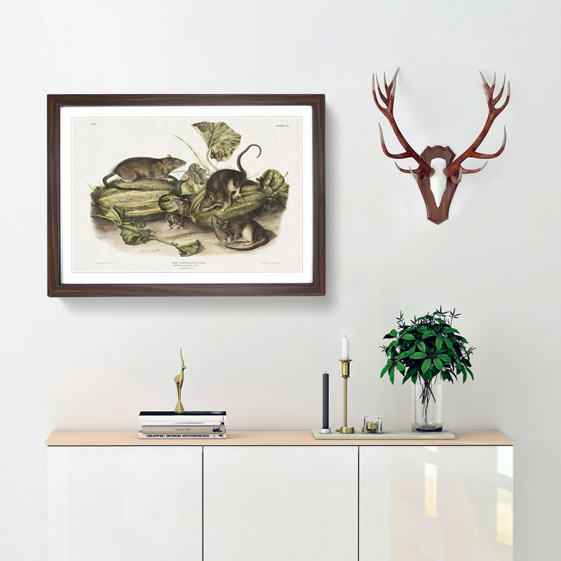 Brown Rats by J.W. Audubon - Picture Frame Graphic Art Print, Walnut Framed, 48cm H x 65cm W x 2cm D