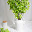 1 branche verte Audet Enkianthus Perulatus artificielle-359935788