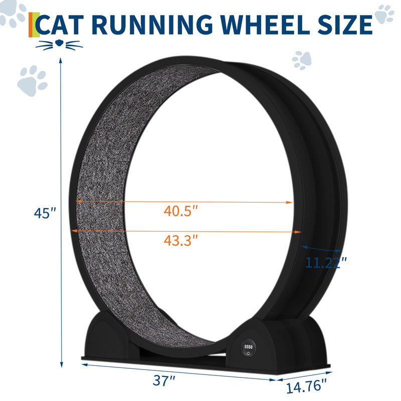 Cat Accessory, Black