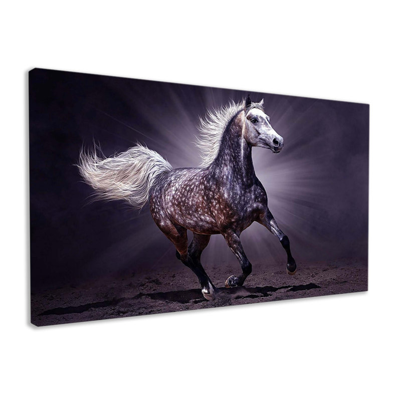 Arabian Horse - Wrapped Canvas Print, 61cm H x 101cm W x 2cm D