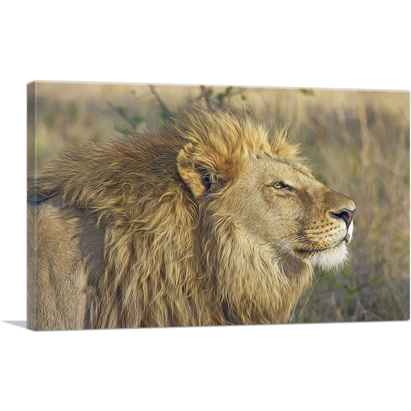 Lion in Savanah Home Decor - reproduction de photo sur toile tendue, H 18 po x l 26 po x P 0,75 po