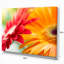 «Red and Yellow Daisy Flower», reproduction de photo sur toile-19406961