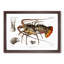 European Lobster by Albert I - Picture Frame Painting Print-55535785-55535786