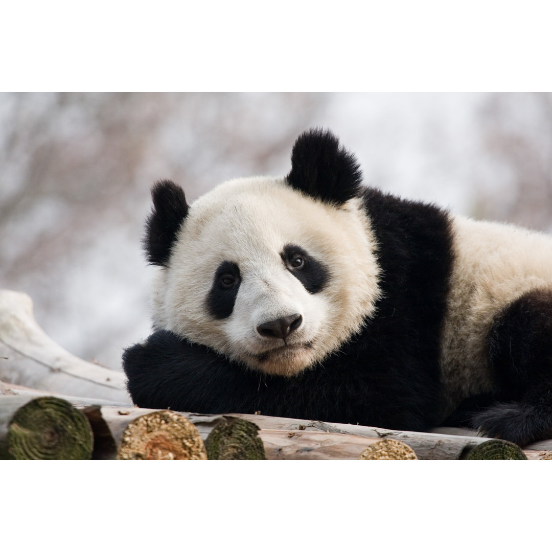 Panda Bär Liegend von Awc - Leinwandbild