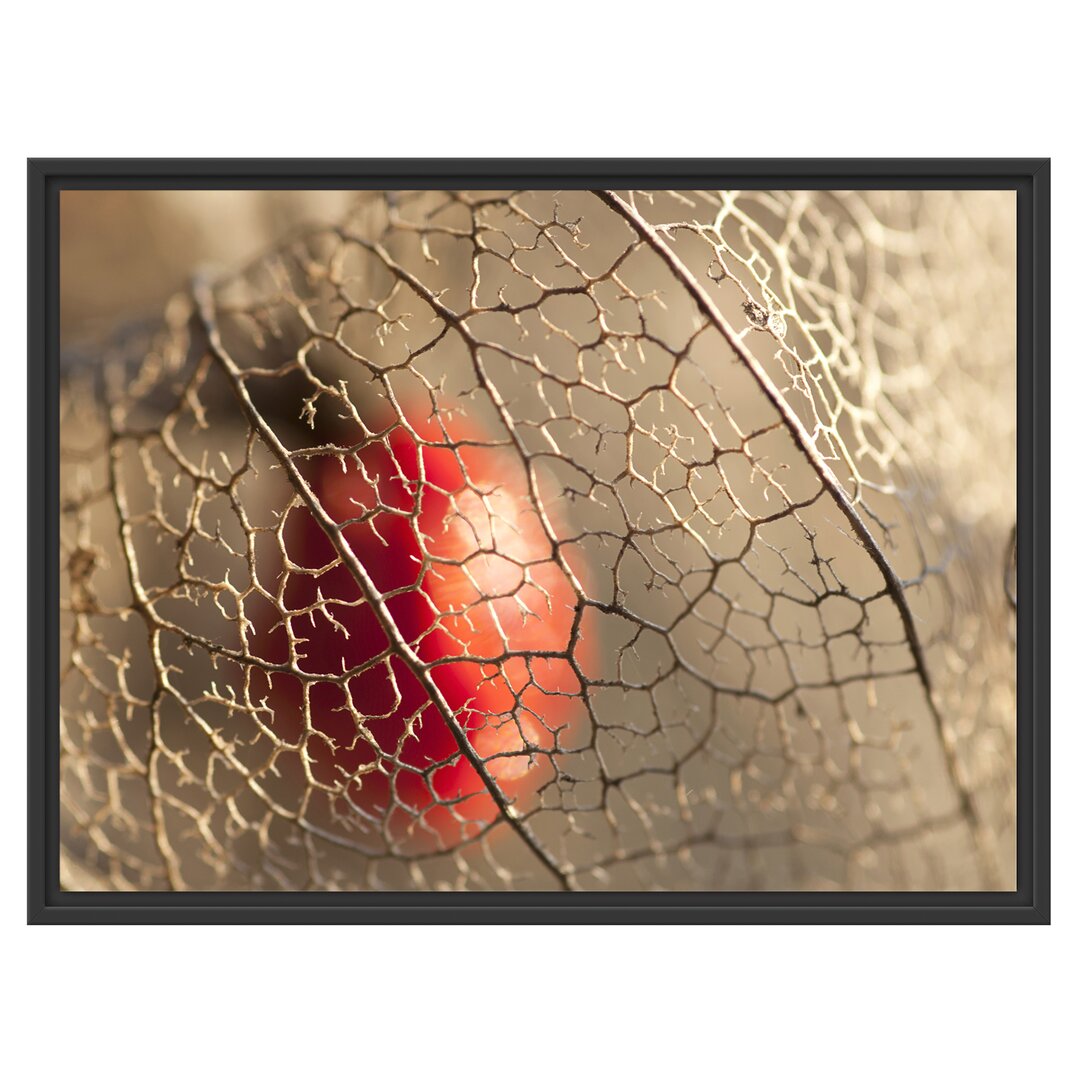 Gerahmtes Wandbild Rote Physalis