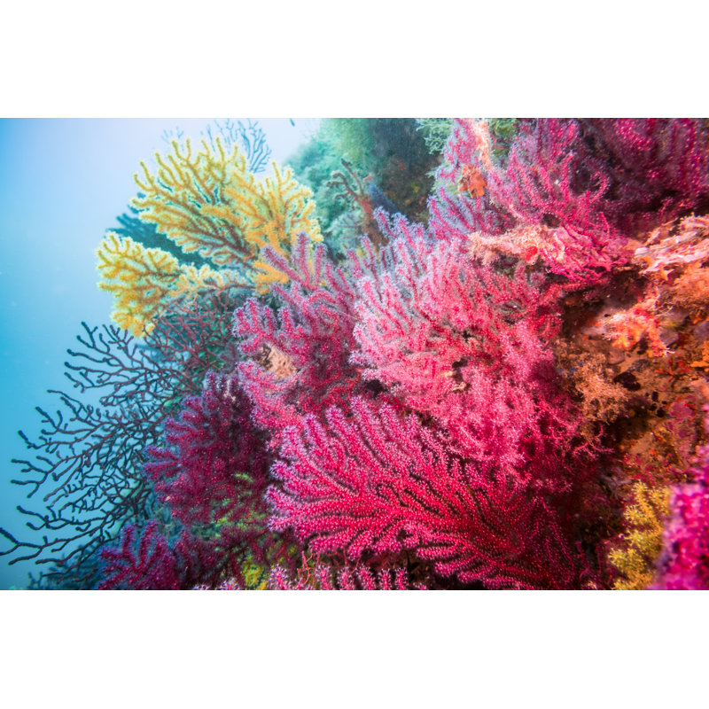 Gorgonia Coral by Eloi_Omella - Wrapped Canvas Print, 20cm H x 30cm W x 3.8cm D