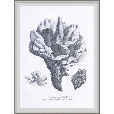 Cultivated Antiquity 5 Print