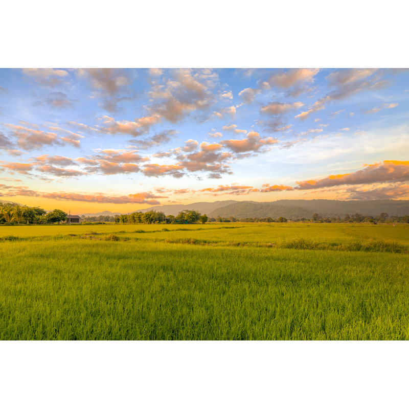 Green Rice Field by Charnchai - Wrapped Canvas Print, 30cm H x 46cm W