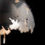 Pangea Standard Table Lamp by David Martin-38185171-41586615