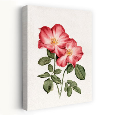 Botanical Pink Roses Delicate Vintage Abstract Rose Flower Nature Wall Art