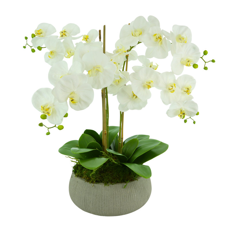 Orchid Arrangement in a Round Fiberstone Planter
