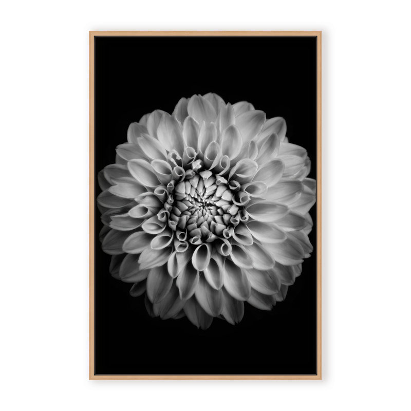 Nature Inspired Marigold by  - Picture Frame Photograph on Paper, 48" H x 32" W x 1.125" D, Black, Framed Matted Print