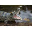 Crocodile avec la gueule ouverte