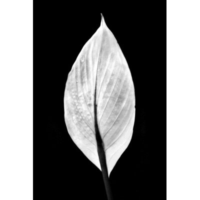 Feuille 2 - impression sur toile tendue