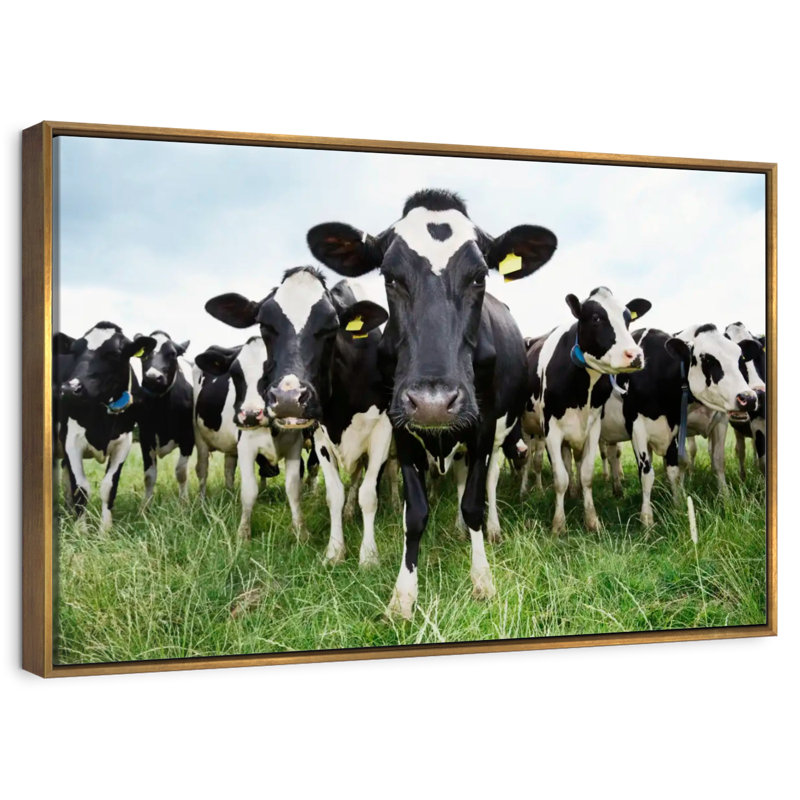 Vaches Holstein, 46 po x 31 po, Cadre flottant doré