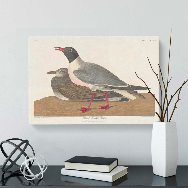 Black-Headed Gull by John James Audubon - Wrapped Canvas, 40cm H x 60cm W x 3cm D
