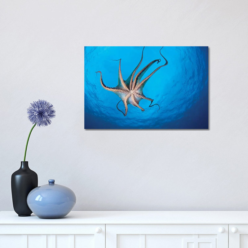 View Of The Tentacle Suckers On The Day Octopus (Octopus Cyanea) II by VWPics - Wrapped Canvas Print, 30.48 cm H x 45.72 cm W