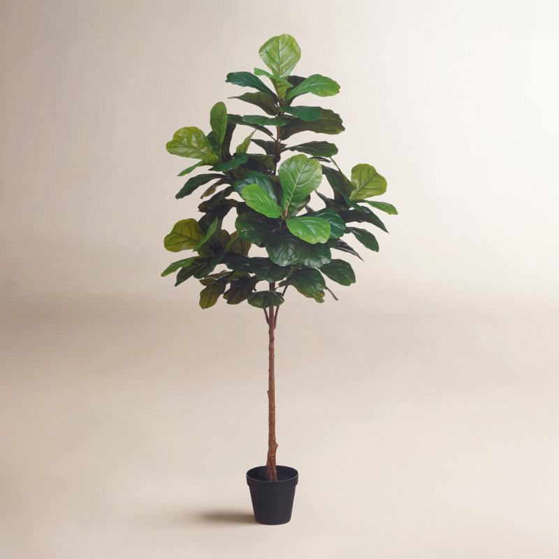 Weatherhill Elspeth Fiddle Leaf Fig Tree Drop-In
