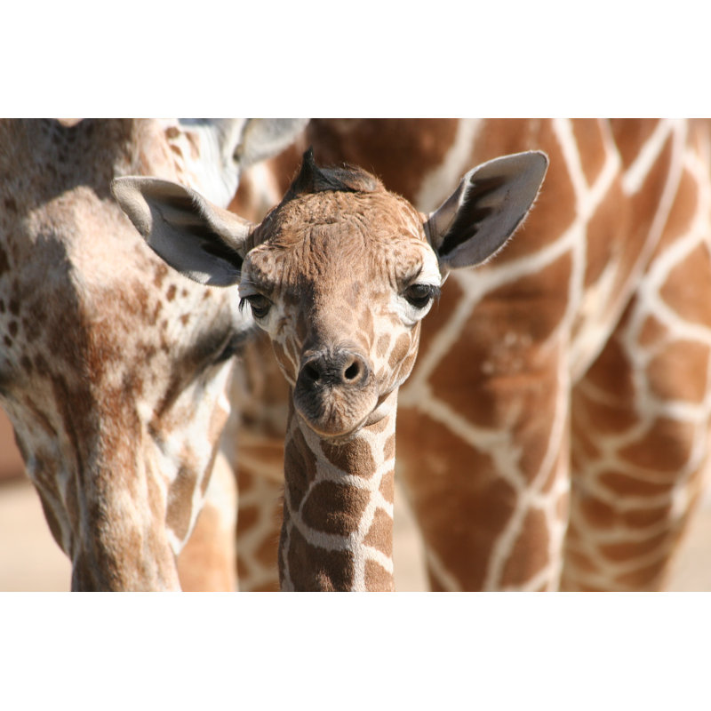 Bébé girafe - photographie sur toile tendue, L 12 po x H 8 po