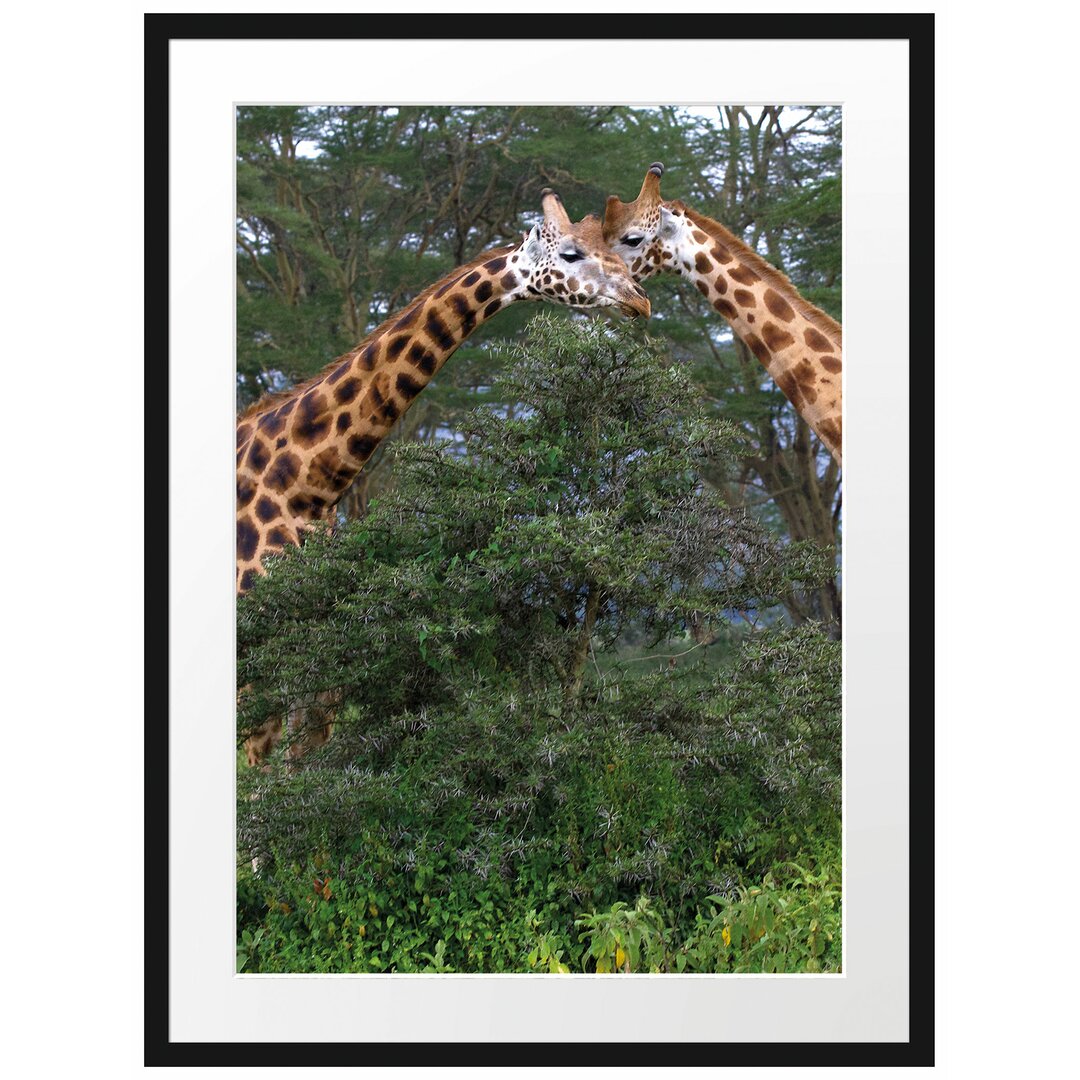 Ein Paar Giraffen in der Savanne Gerahmtes Fotokunstdruck Poster