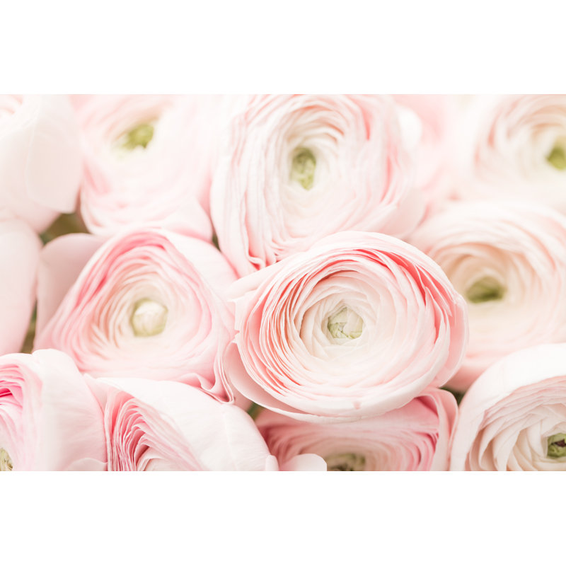 Dalmatia Persian Buttercup - Wrapped Canvas Print, 20cm H x 30cm W x 3.8cm D