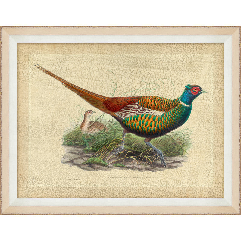 Pheasant Collection 8 Print
