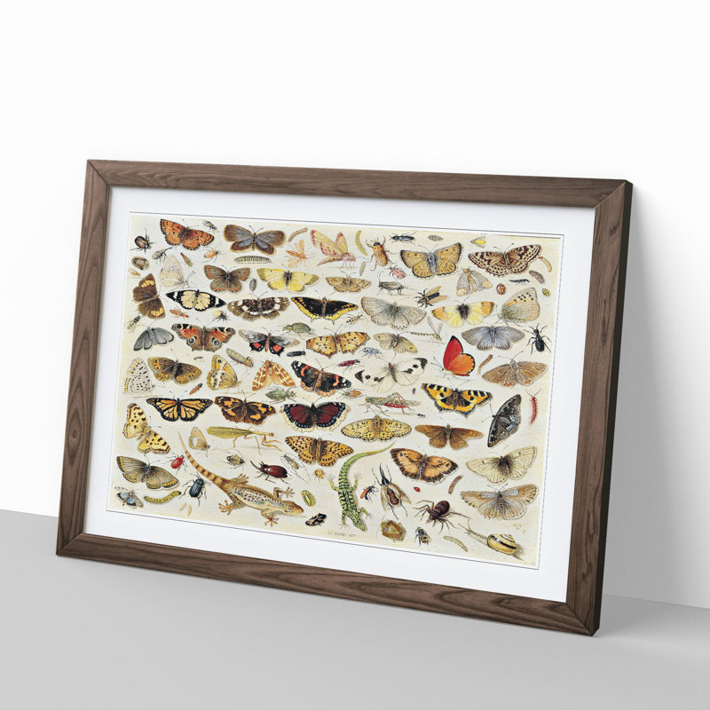 Butterflies and Insects Vol.1 by Jan Van Kessel - Picture Frame Painting on MDF, 36cm H x 48cm W x 2cm D, Walnut Framed
