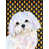 Bichon maltais 2