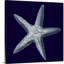 « Indigo shells IV » par vision studio-impression-538534987-538534988