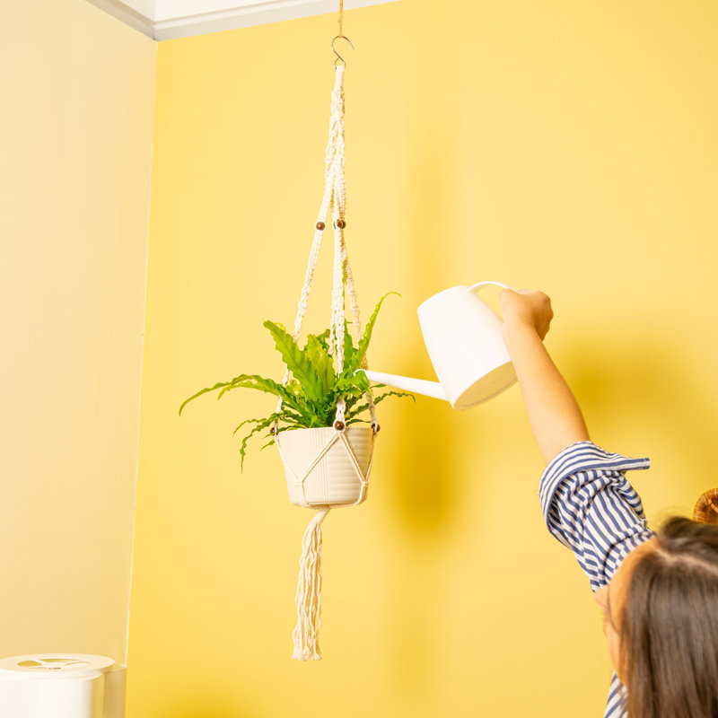 Bird''s Nest Fern Macramé in Décor Pot