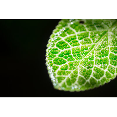 Closeup Green Leaf by Coffeekai - Wrapped Canvas Print