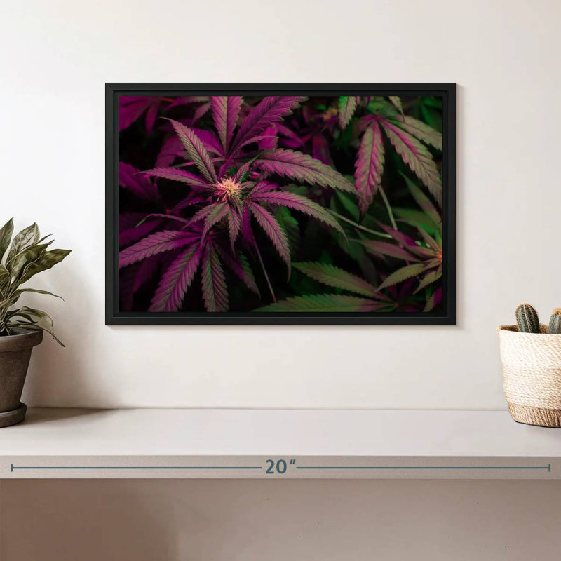 Lavander Marijuana, Floating Frame Black, 13" X 9"
