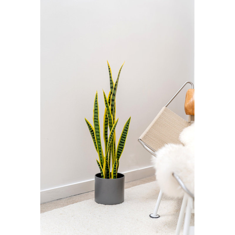 Plante de serpent 36 po