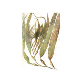 Watercolor Sea Kelp I Print by Emma Brooks