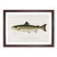 Atlantic Salmon by Sherman F. Denton - Framed Print-55456798-55456802