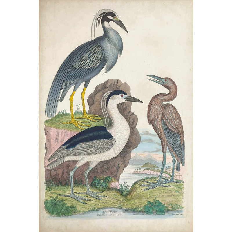 Antique Heron & Waterbirds I - Wrapped Canvas Painting, Wrapped Canvas, 30 cm H x 20 cm W