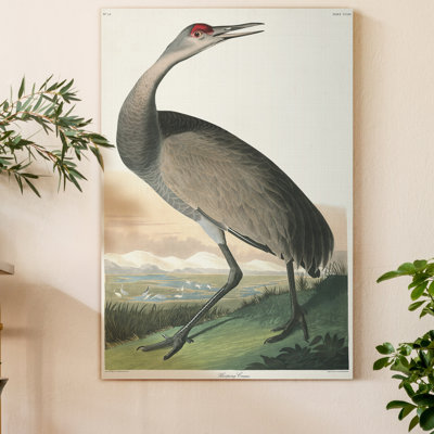 " Pl 261 Hooping Crane " Painting Print