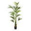 7.5' Kentia Palm in Black Nursery Pot