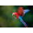 Parrot by D-Arnaud - Wrapped Canvas Print-97007881